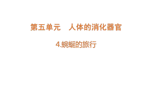 5.4 蜿蜒的旅行 ppt课件-2022新大象版四年级上册《科学》.pptx