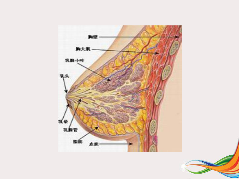 乳腺纤维瘤影像诊断课件.pptx_第2页