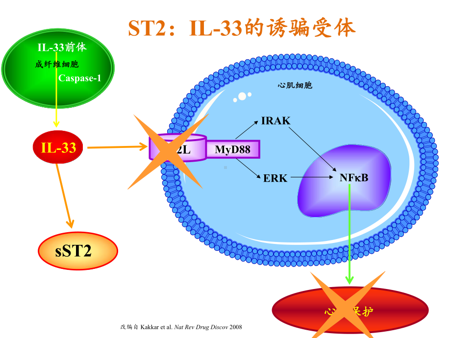 医学课件生长刺激表达基因蛋白介绍.ppt_第3页