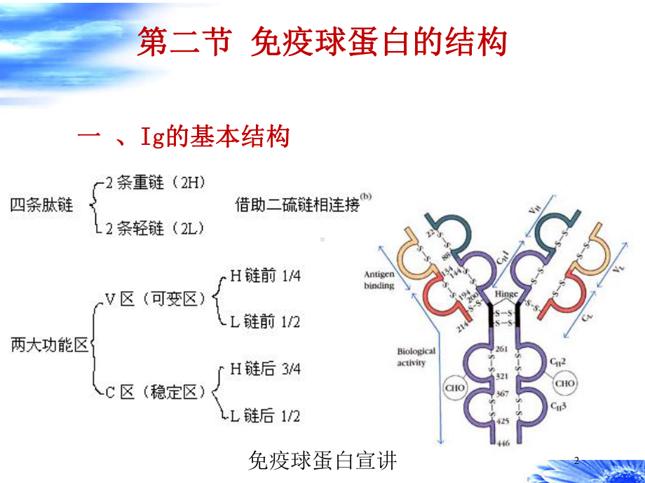 免疫球蛋白宣讲培训课件.ppt_第2页