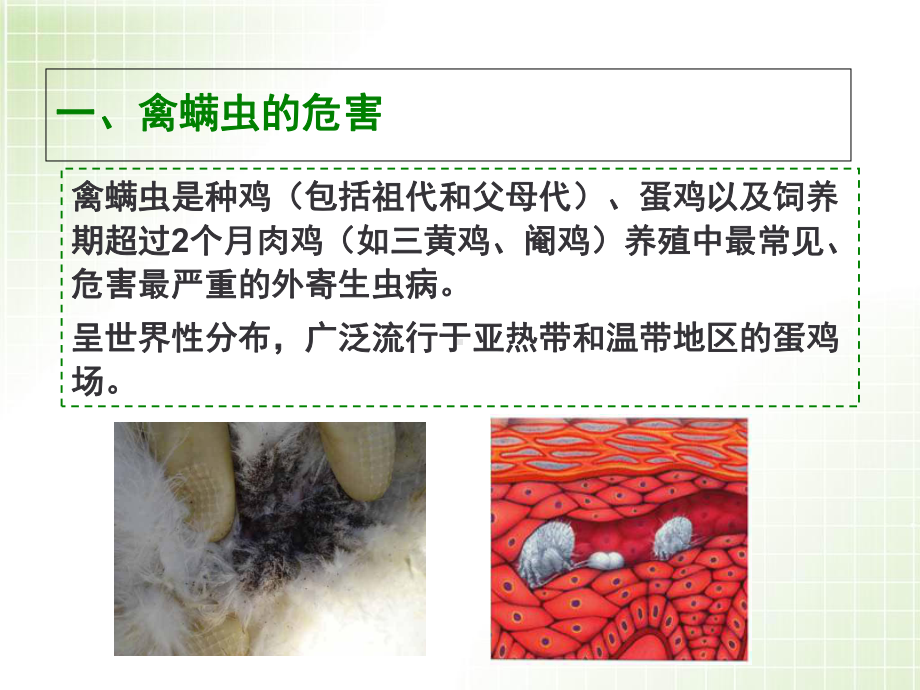 家禽螨虫病的治疗方法教学课件.ppt_第1页