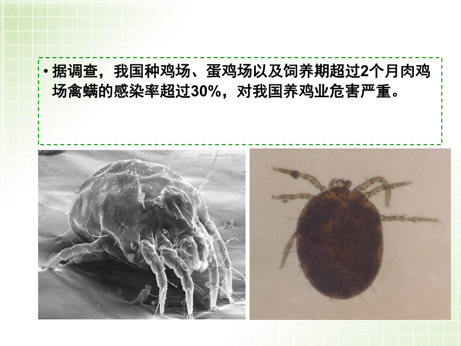 家禽螨虫病的治疗方法教学课件.ppt_第2页