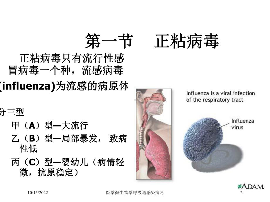 医学微生物学呼吸道感染病毒培训课件.ppt_第2页