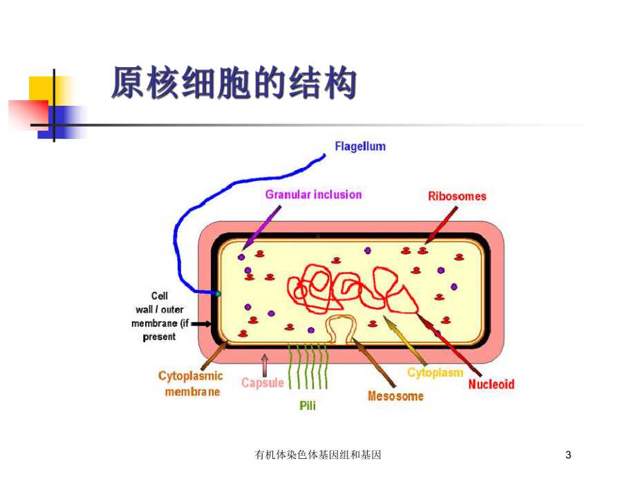 有机体染色体基因组和基因培训课件.ppt_第3页