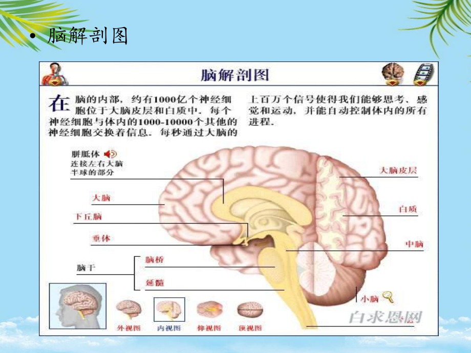 桥小脑肿瘤疾病护理全面课件.pptx_第1页