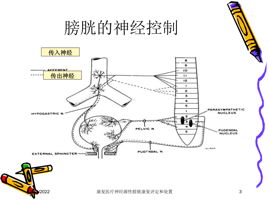 康复医疗神经源性膀胱康复评定和处置课件.ppt_第3页