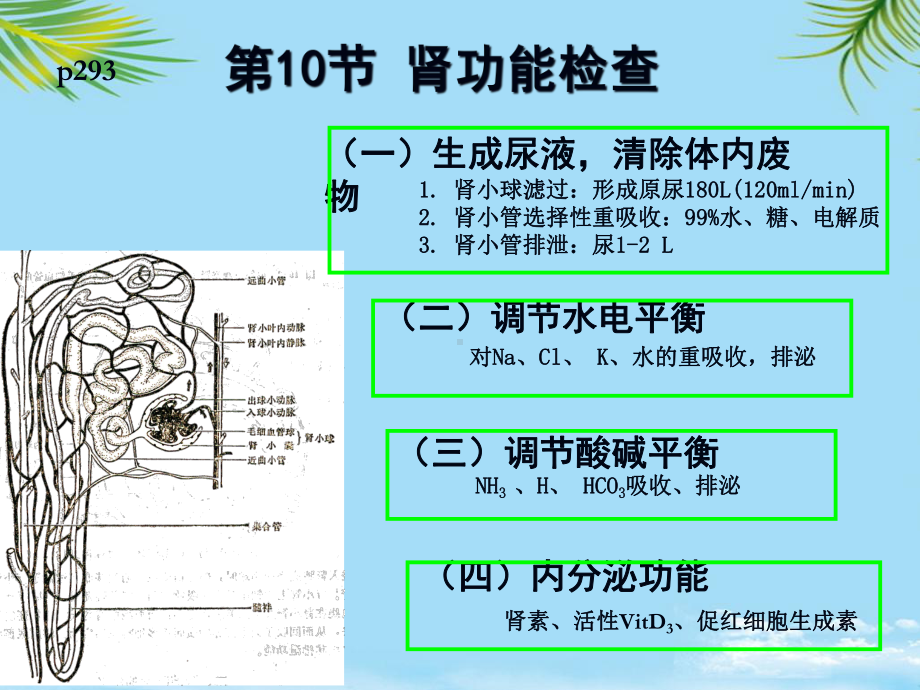 护本尿粪肾肝功检查护理学全面版课件.ppt_第3页