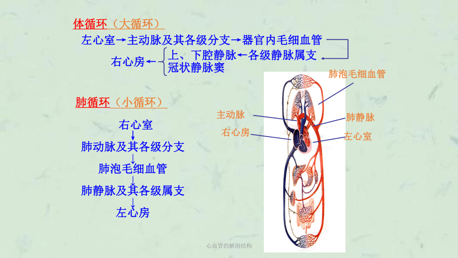 心血管的解剖结构课件.ppt_第3页