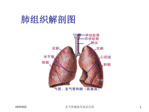 支气管镜相关知识介绍培训课件.ppt