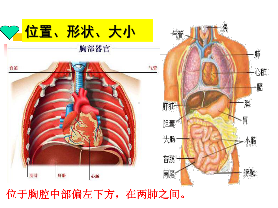 心脏基础护理课件-2.ppt_第2页