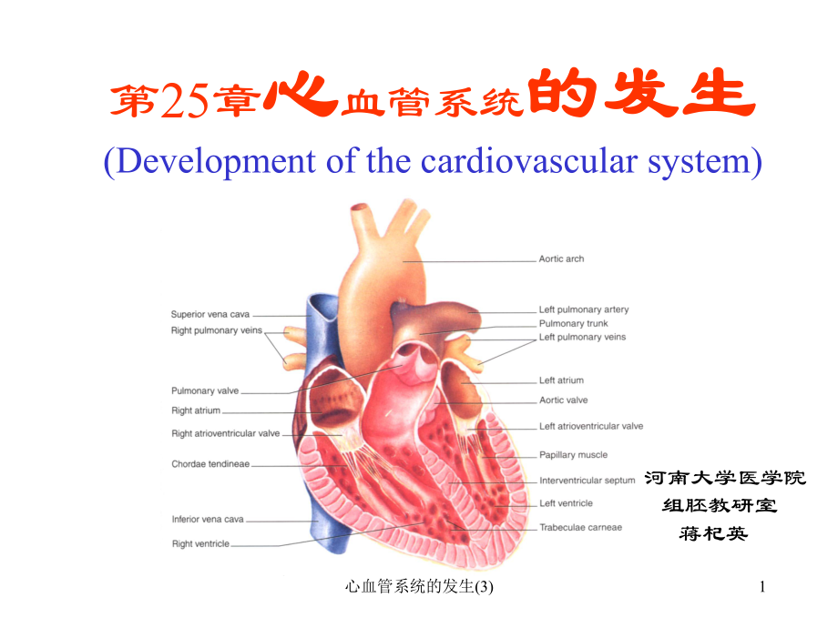 心血管系统的发生课件3.ppt_第1页