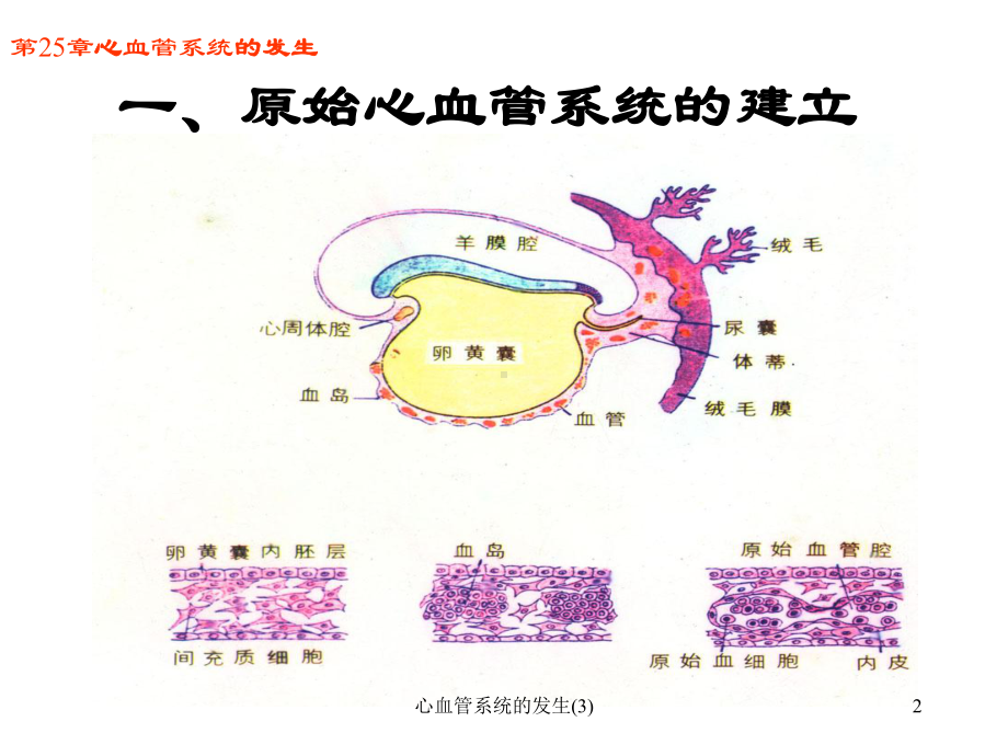 心血管系统的发生课件3.ppt_第2页