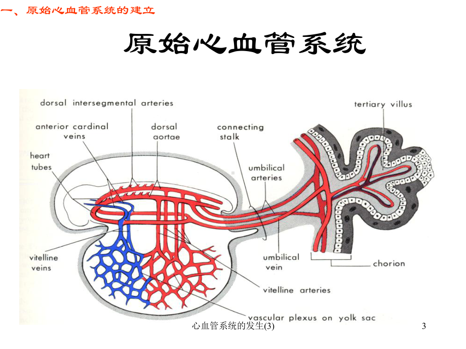 心血管系统的发生课件3.ppt_第3页