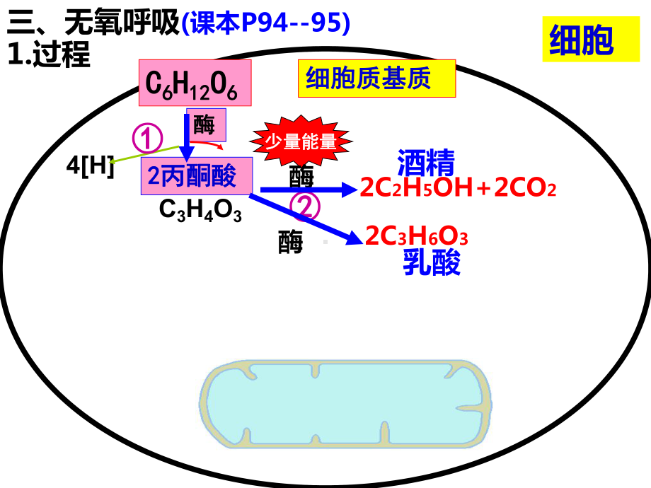 无氧呼吸(改)教学教材课件.ppt_第2页