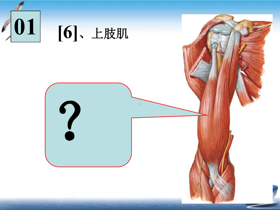 某某 医学院系解学时部分培训课件.ppt_第3页