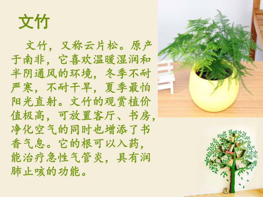 常见植物名片课件.ppt_第2页