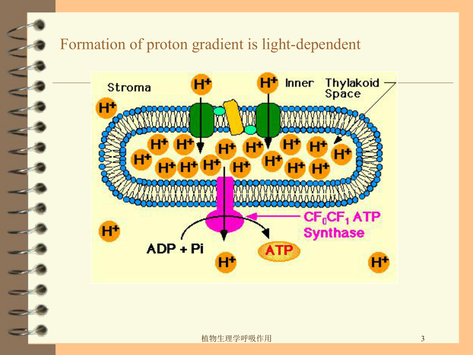 植物生理学呼吸作用培训课件.ppt_第3页