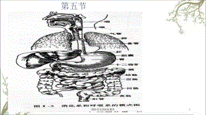 慢性胃炎溃疡病课件.ppt