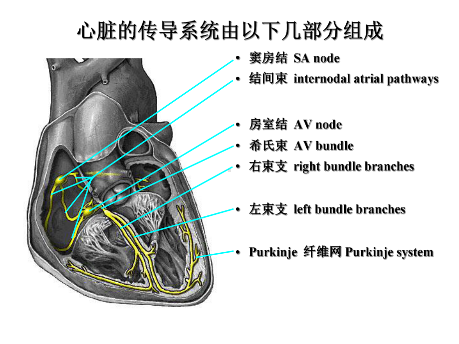 心血管传导系统培训课件.ppt_第2页