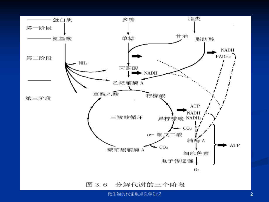 微生物的代谢重点医学知识培训课件.ppt_第2页