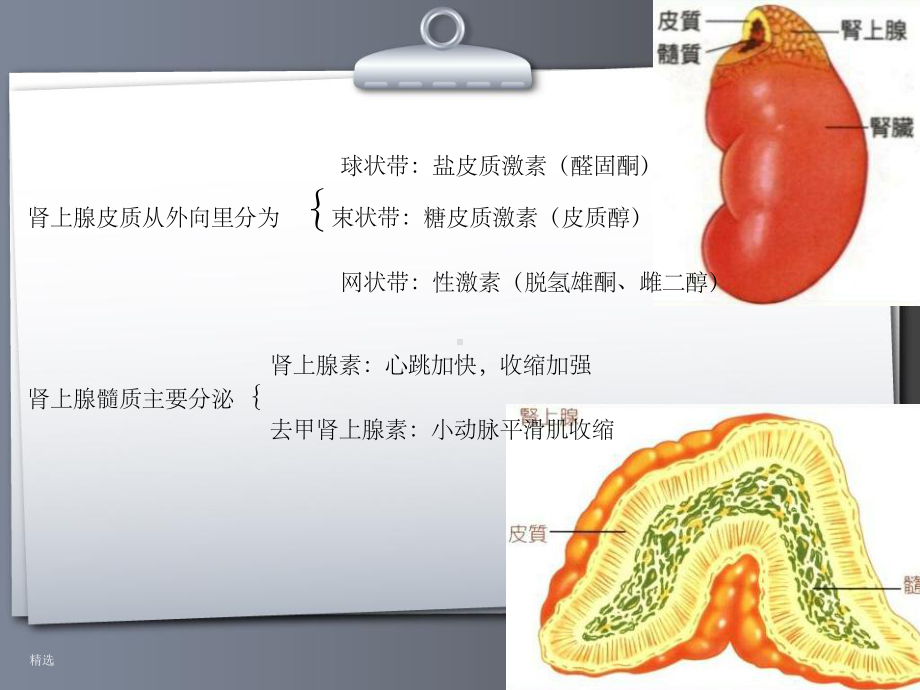 常见肾上腺肿瘤的CT诊断与鉴别诊断课件.ppt_第2页