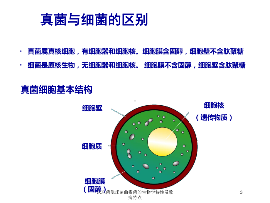 念珠菌隐球菌曲霉菌的生物学特性及致病特点培训课件.ppt_第3页