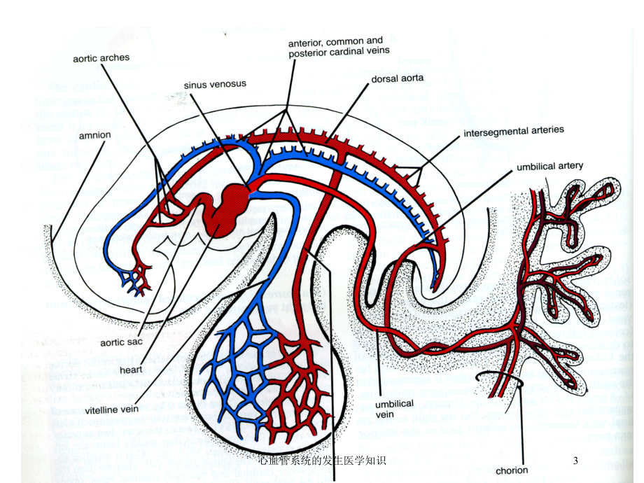 心血管系统的发生医学知识培训课件.ppt_第3页