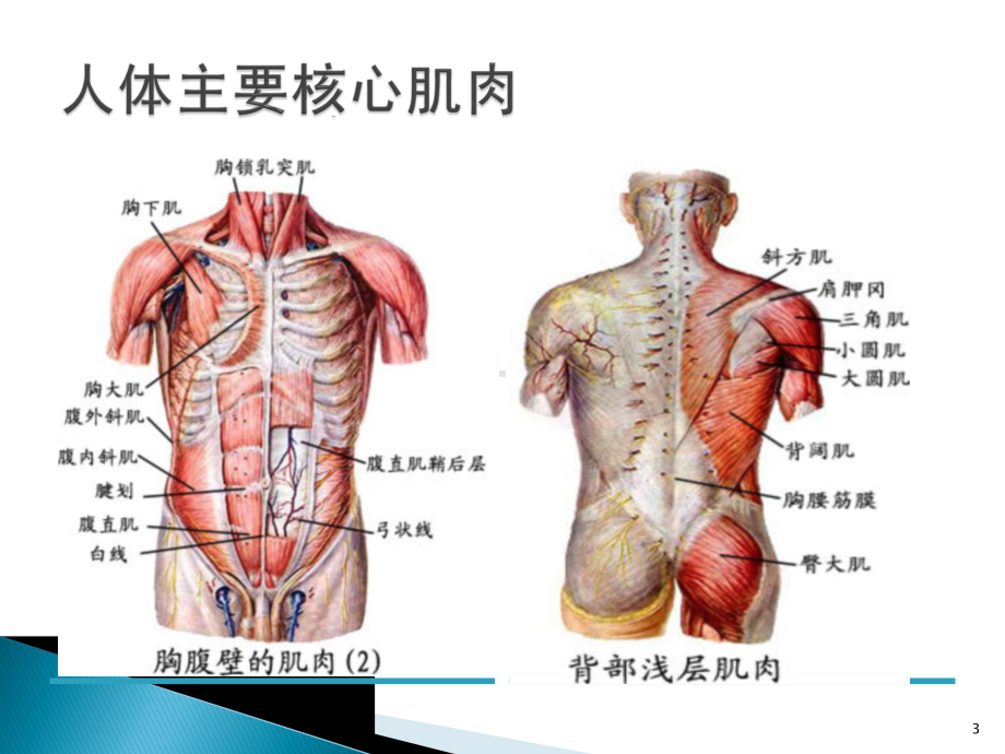 核心肌力训练对腰痛预防与治疗课件.pptx_第3页