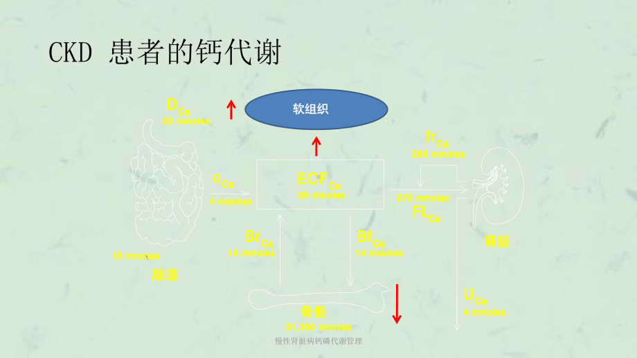 慢性肾脏病钙磷代谢管理课件.ppt_第3页