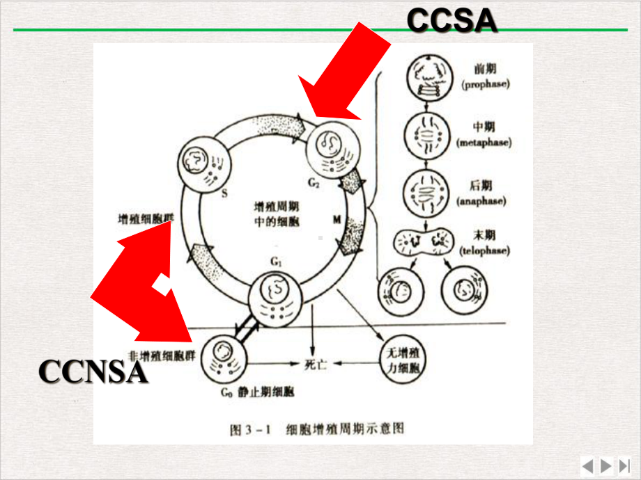 抗肿瘤药物介绍及毒副作用预防课件-2.ppt_第2页