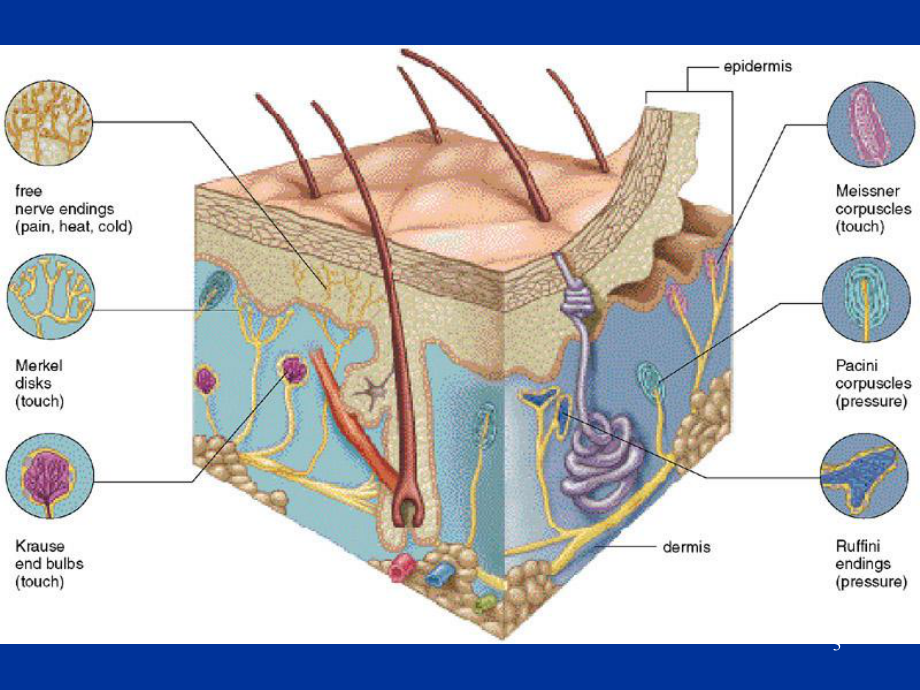 感官医学知识讲座课件.ppt_第3页