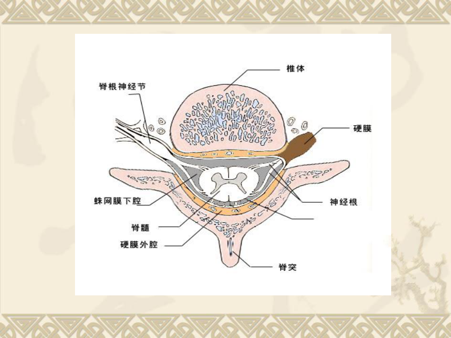 有关脊髓损伤课件.ppt_第3页