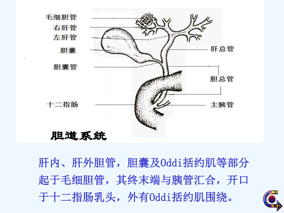 护理本科胆道疾病病人护理课件.ppt_第3页