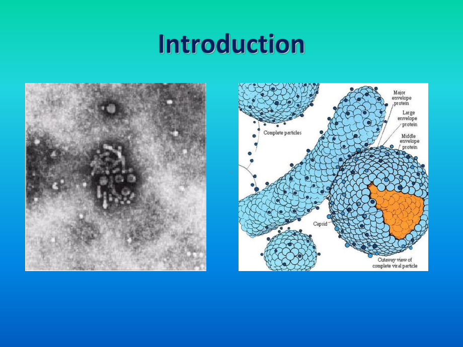 慢性乙型肝炎诊治课件.ppt_第2页