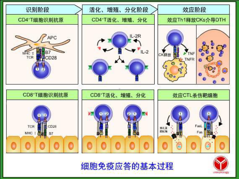 抗体介导的体液免疫应答培训课件.ppt_第2页