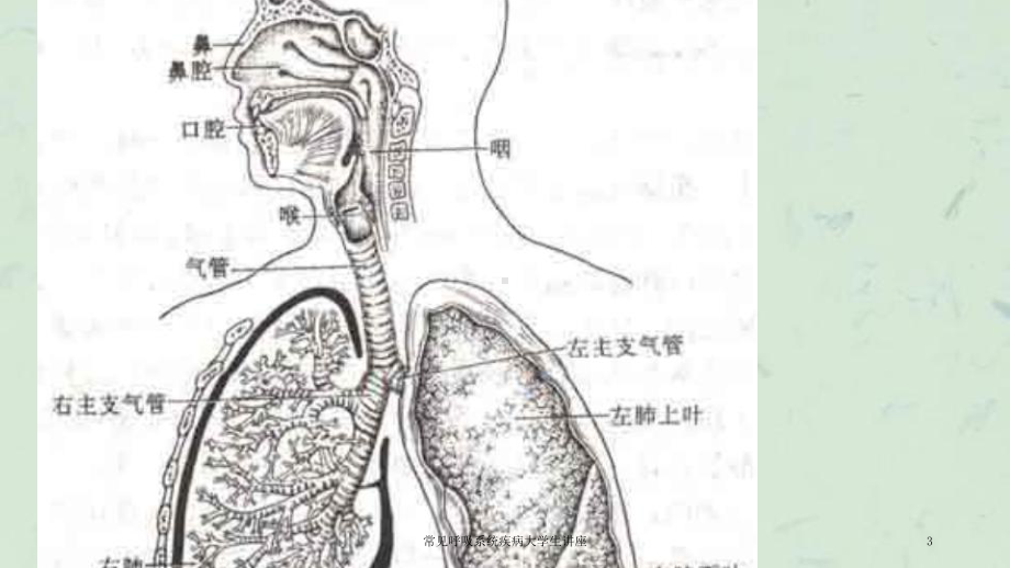 常见呼吸系统疾病大学生讲座课件.ppt_第3页