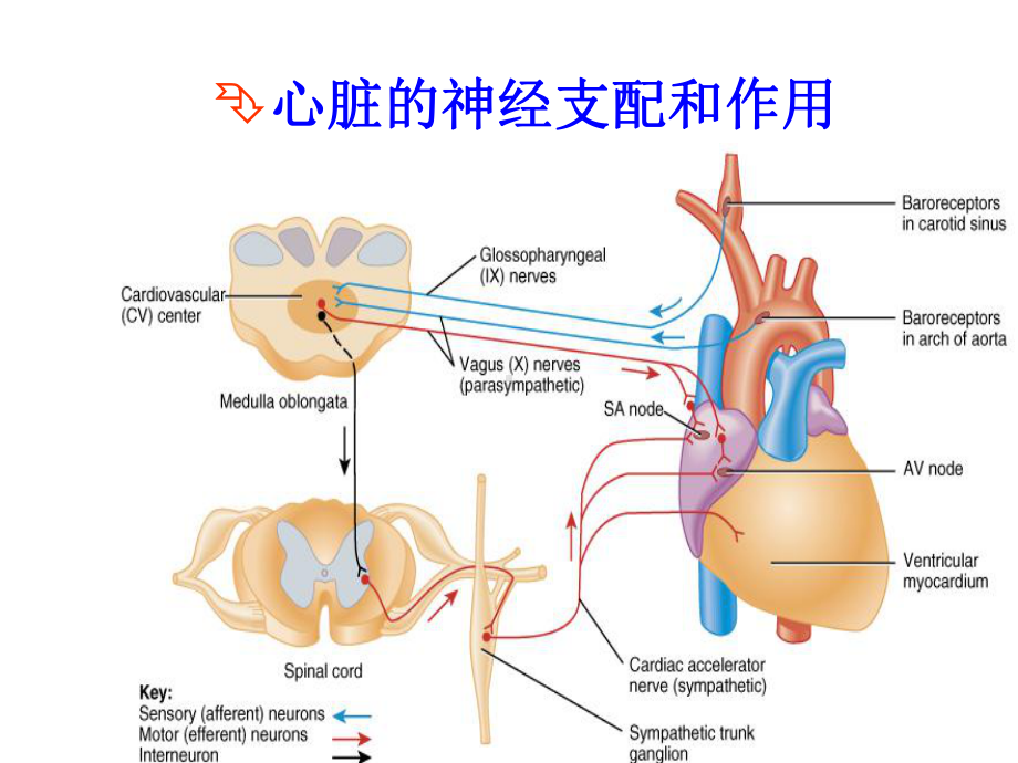 心血管活动的调节-课件.pptx_第2页