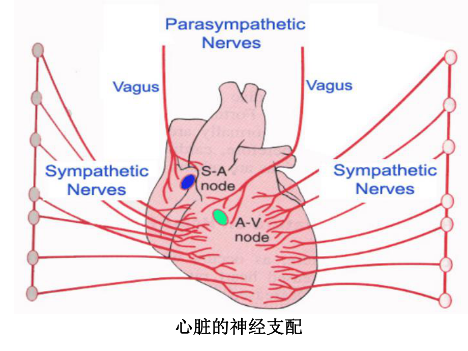 心血管活动的调节-课件.pptx_第3页