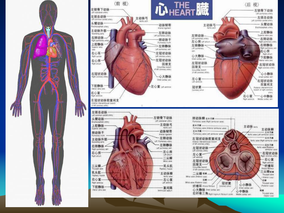 循环系统影像诊断-课件.ppt_第2页