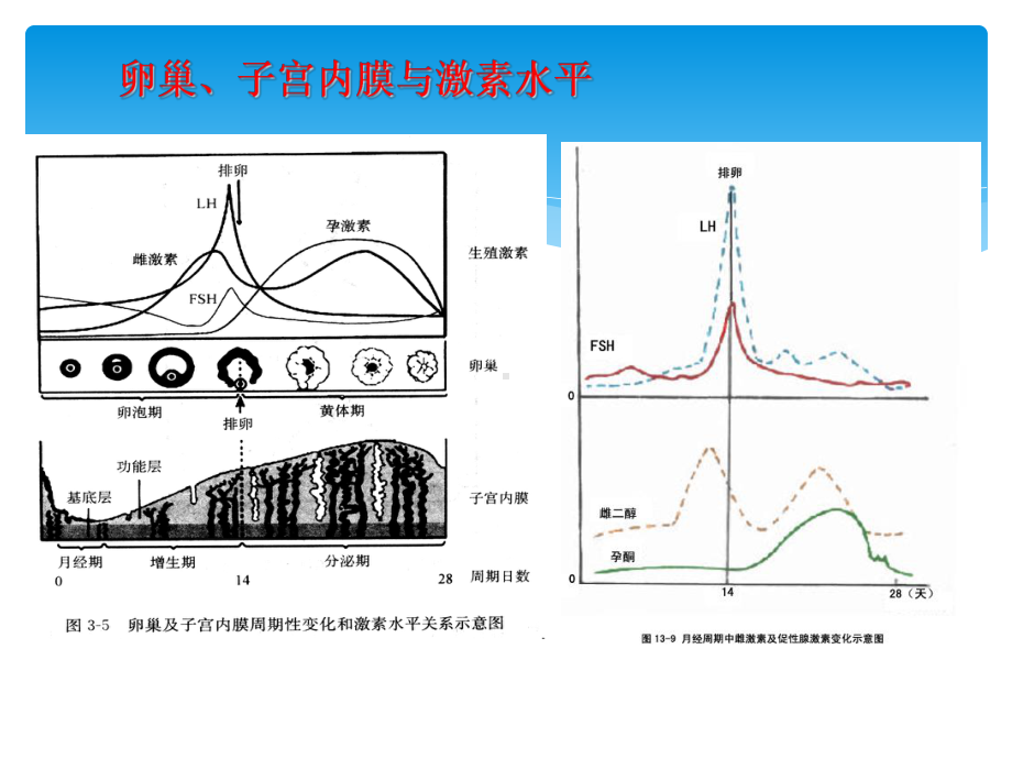 性激素检测临床意义课件.pptx_第3页