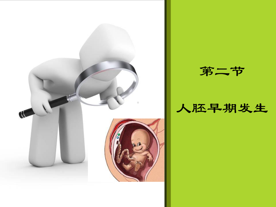 护理胚胎课件.ppt_第1页