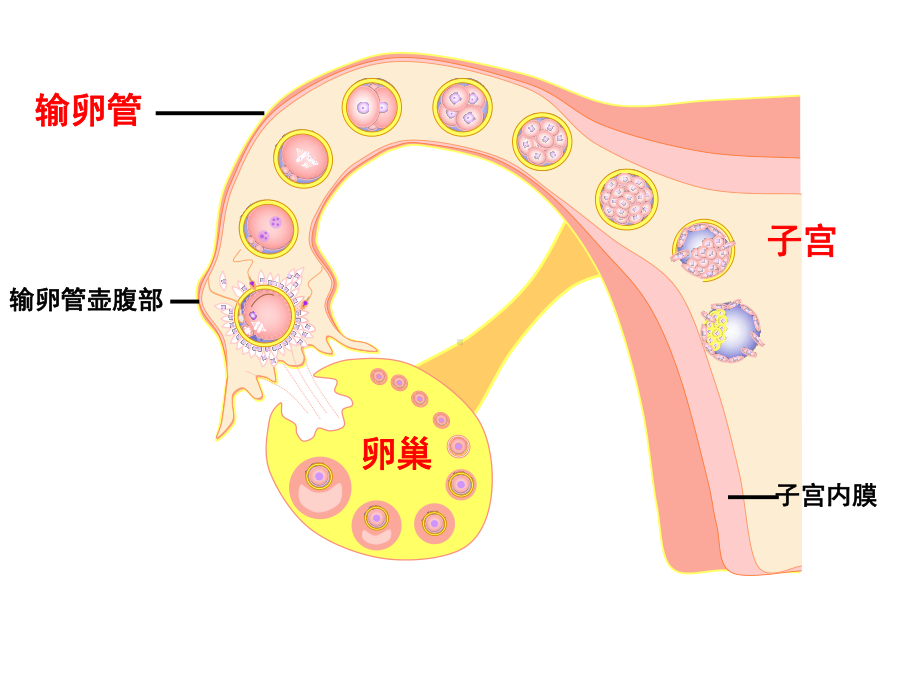 护理胚胎课件.ppt_第3页