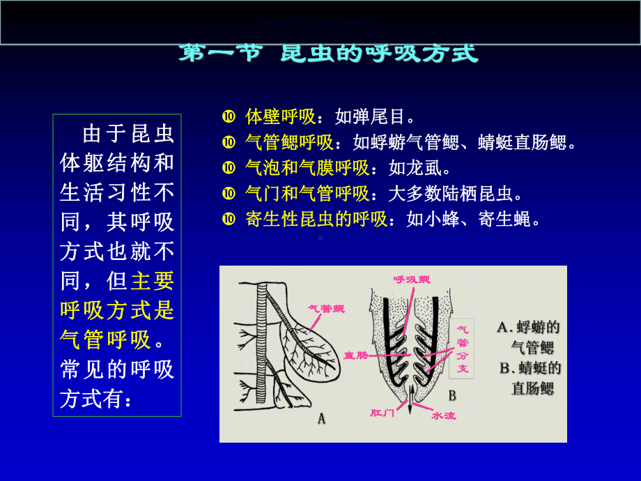 昆虫的呼吸系统课件.ppt_第1页