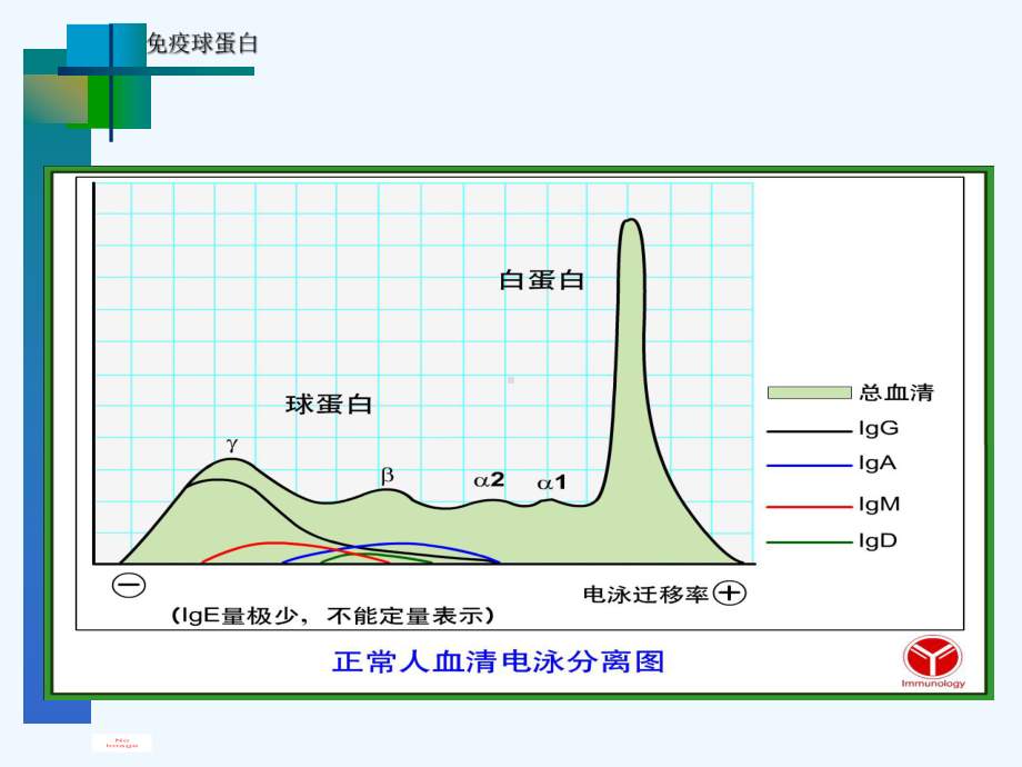 微生物学与免疫学课件免疫球蛋白.ppt_第3页