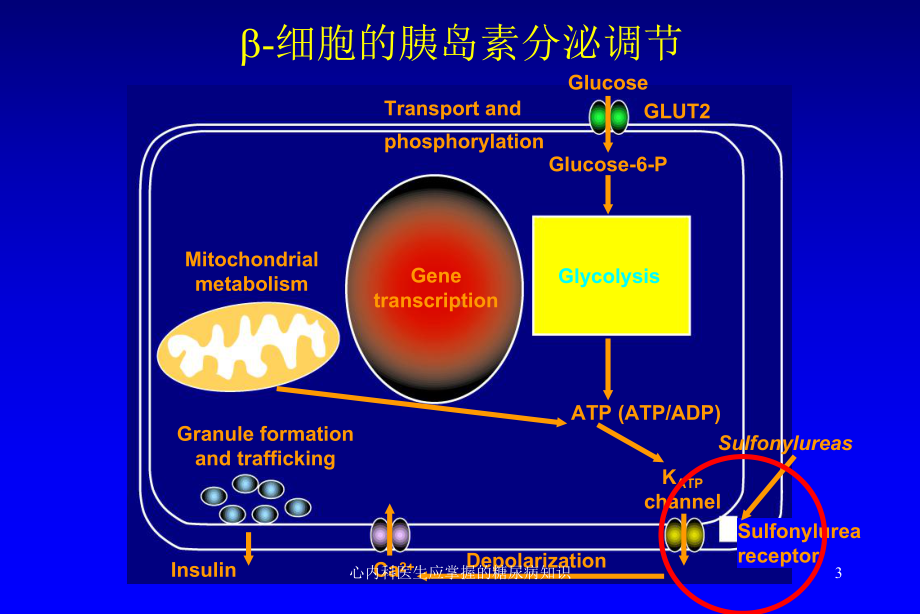 心内科医生应掌握的糖尿病知识课件.ppt_第3页