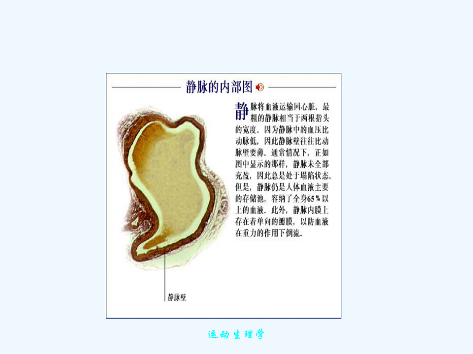 心脏各部心肌细胞动作电位与传导速度课件.ppt_第3页