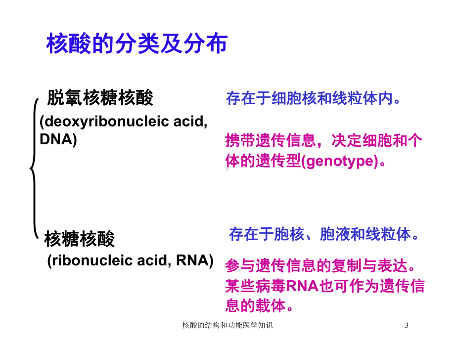 核酸的结构和功能医学知识培训课件.ppt_第3页