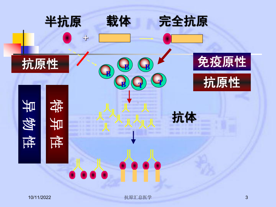 抗原汇总医学培训课件.ppt_第3页