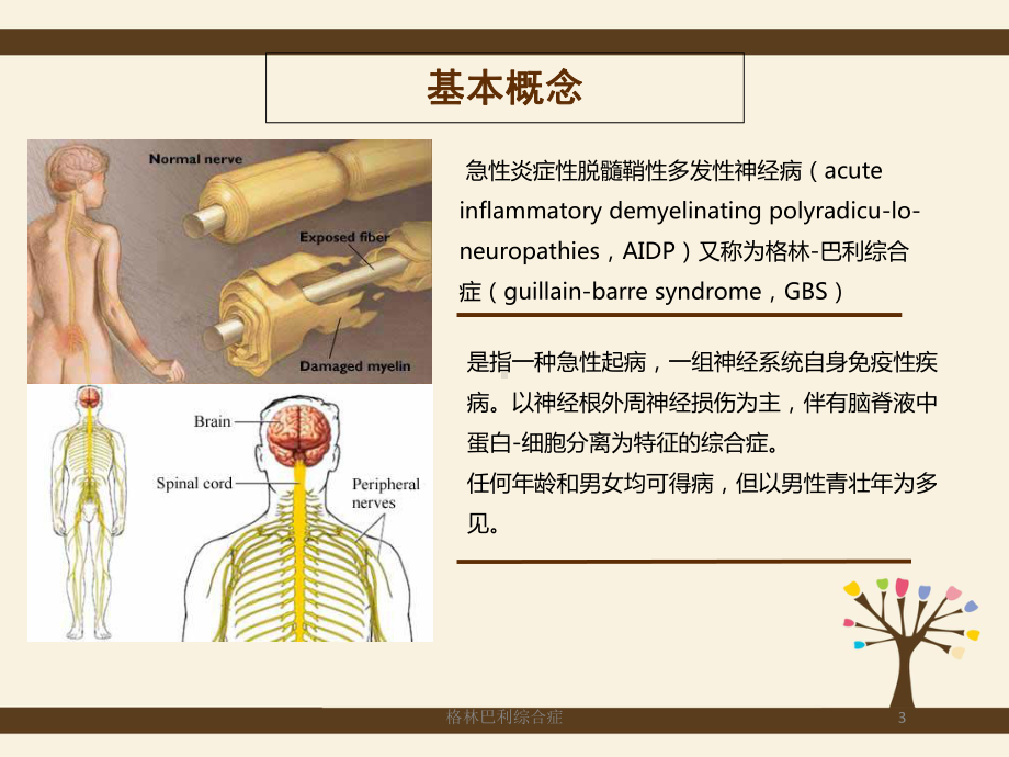 格林巴利综合症培训课件.ppt_第3页