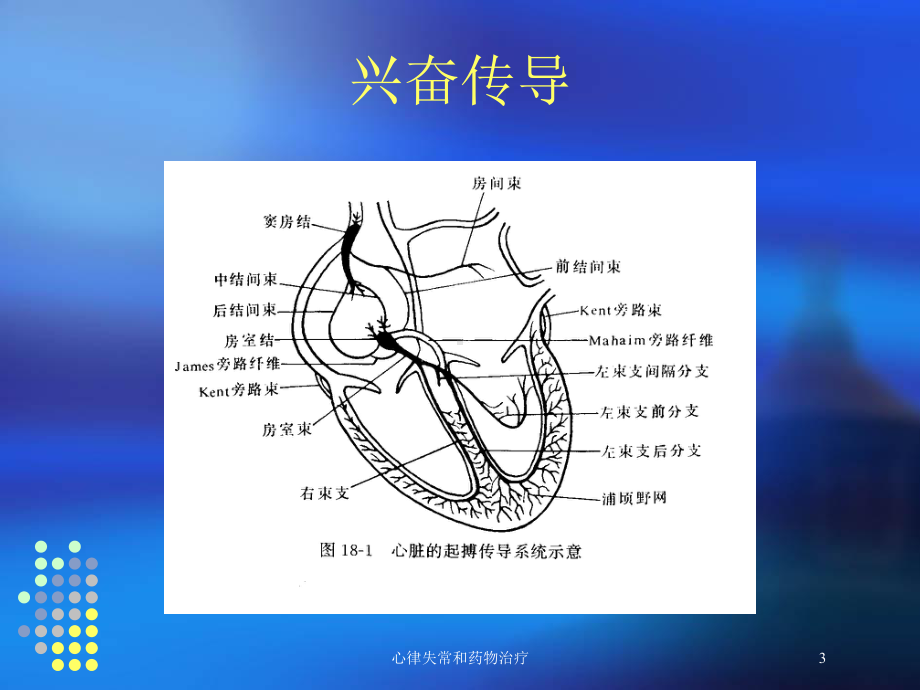 心律失常和药物治疗培训课件.ppt_第3页